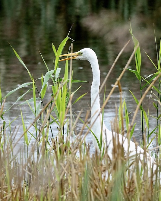 great white egret